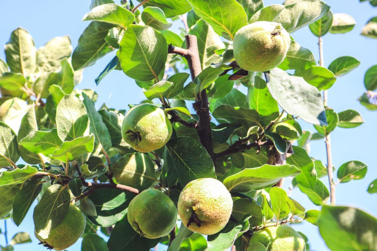 Agriturismo La Pietriccia Chianciano Terme Εξωτερικό φωτογραφία